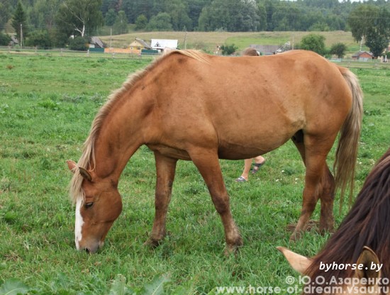 Белорусская упряжная: Княгиня 2